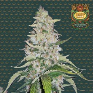Acapulco Gold (Photoperiod)