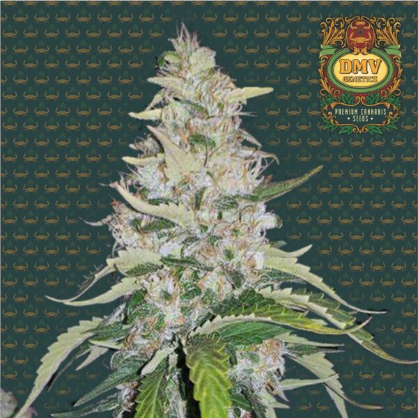 Acapulco Gold (Photoperiod)
