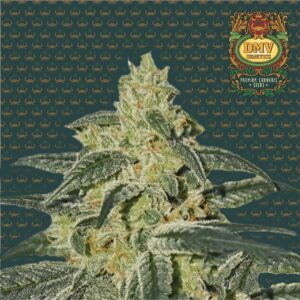Afghan Hash Plant (Photoperiod)