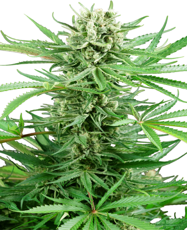 Papi Chulo OG (FEM)