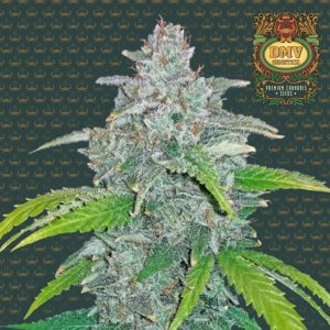 Blue Dream (Photoperiod)