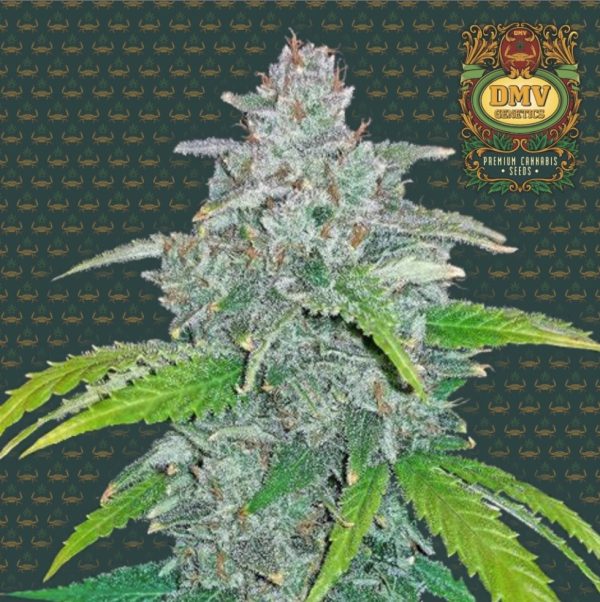 Blue Dream (Photoperiod)