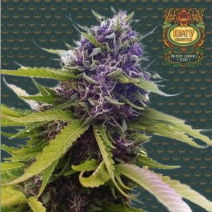Blueberry (Photoperiod)