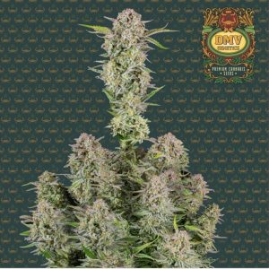 Bruce Banner (Auto)