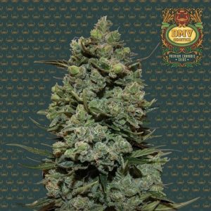 Cookies Kush (Photoperiod)