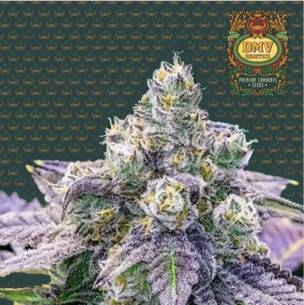 Fruity Pebbles (Photoperiod)