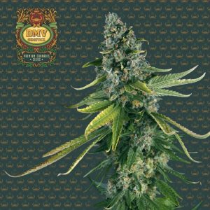 Green Crack (Photoperiod)