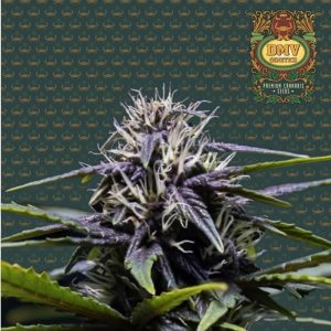 Purple Punch (Photoperiod)