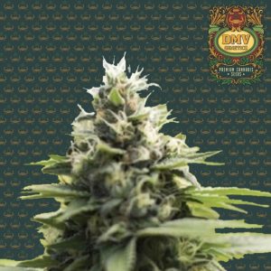 Sour Diesel (Auto)