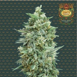 Strawberry Banana (Photoperiod)