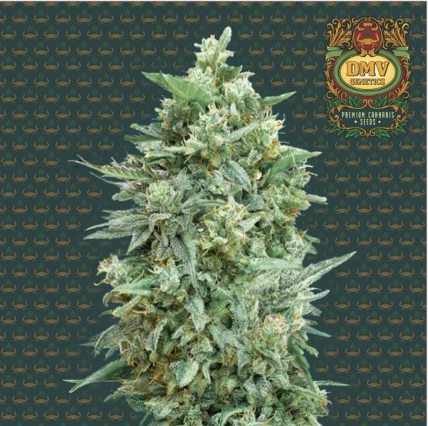 Strawberry Banana (Photoperiod)