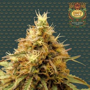 Super Lemon Haze (Auto)