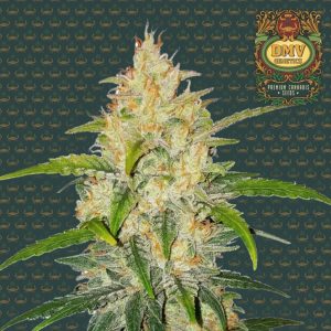 Zkittlez (Auto)