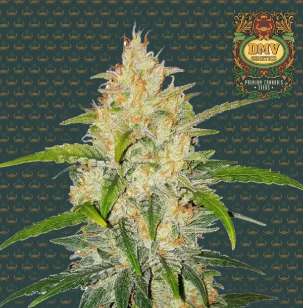Zkittlez (Auto)