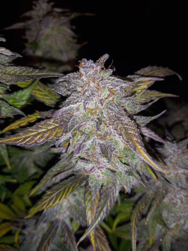 Diamond Milk F3 - Image 2