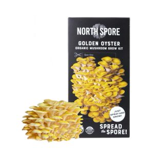 Golden Oyster Mushroom Grow Kit
